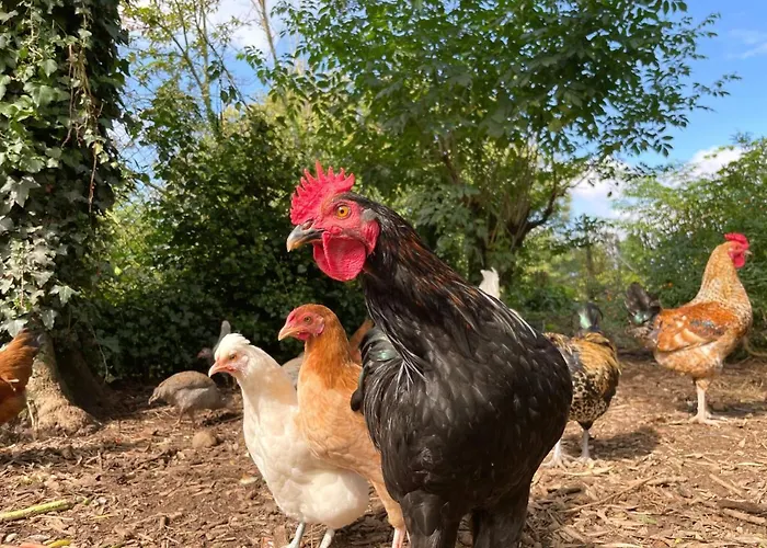 롯지 Quinta Do Candeeira 산타마리아다페이라